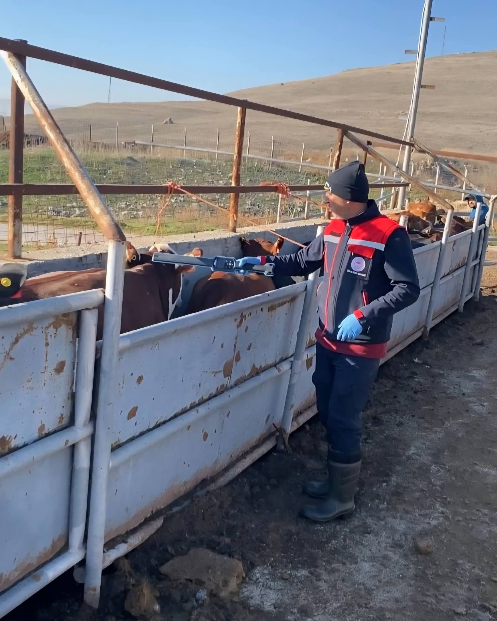 Etçi Damızlık Hayvanlarda Tespit, Numune ve Aşılama İşlemleri Tamamlandı