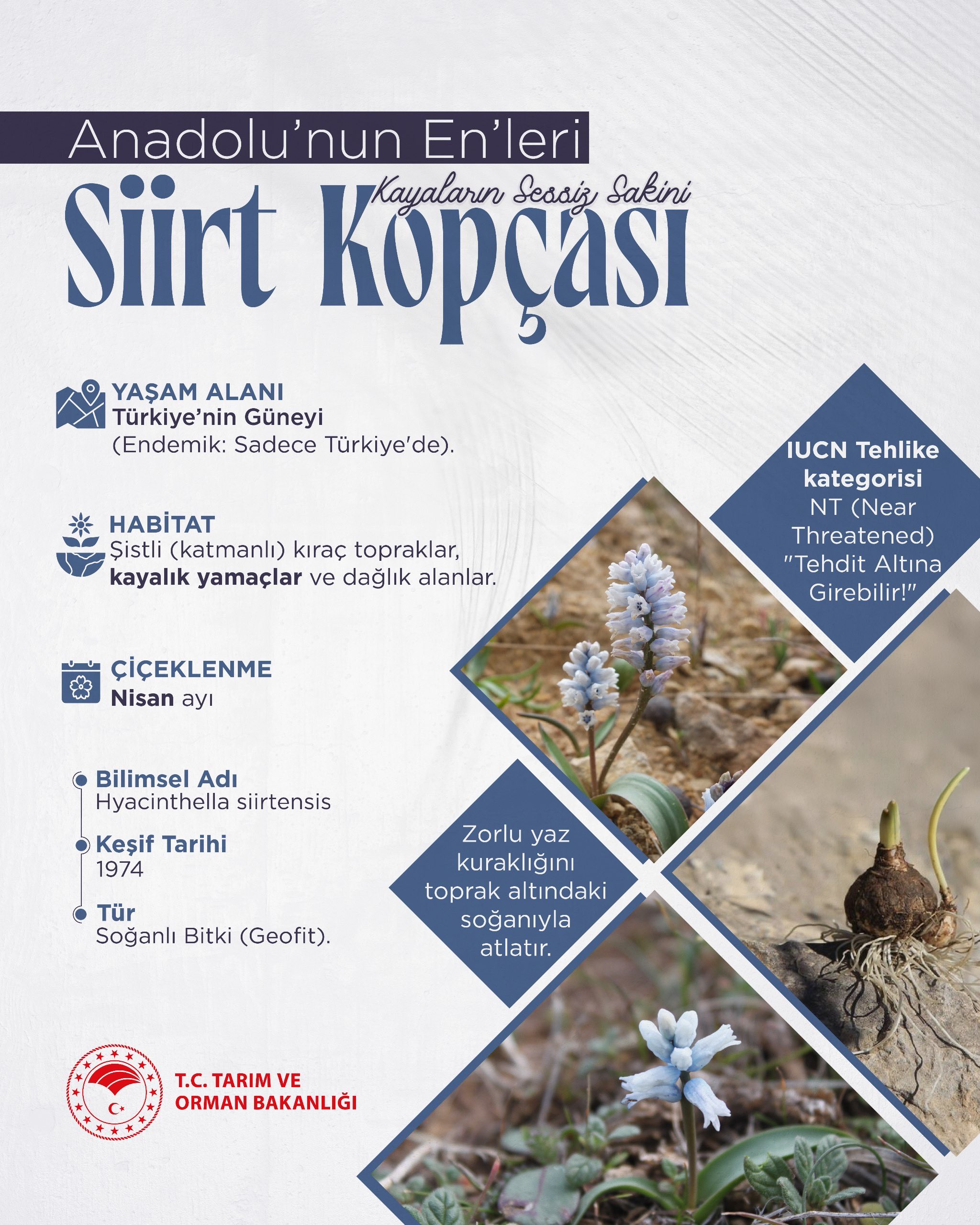 Siirt Kopçası, Anadolu'nun nadir bitkileri arasında