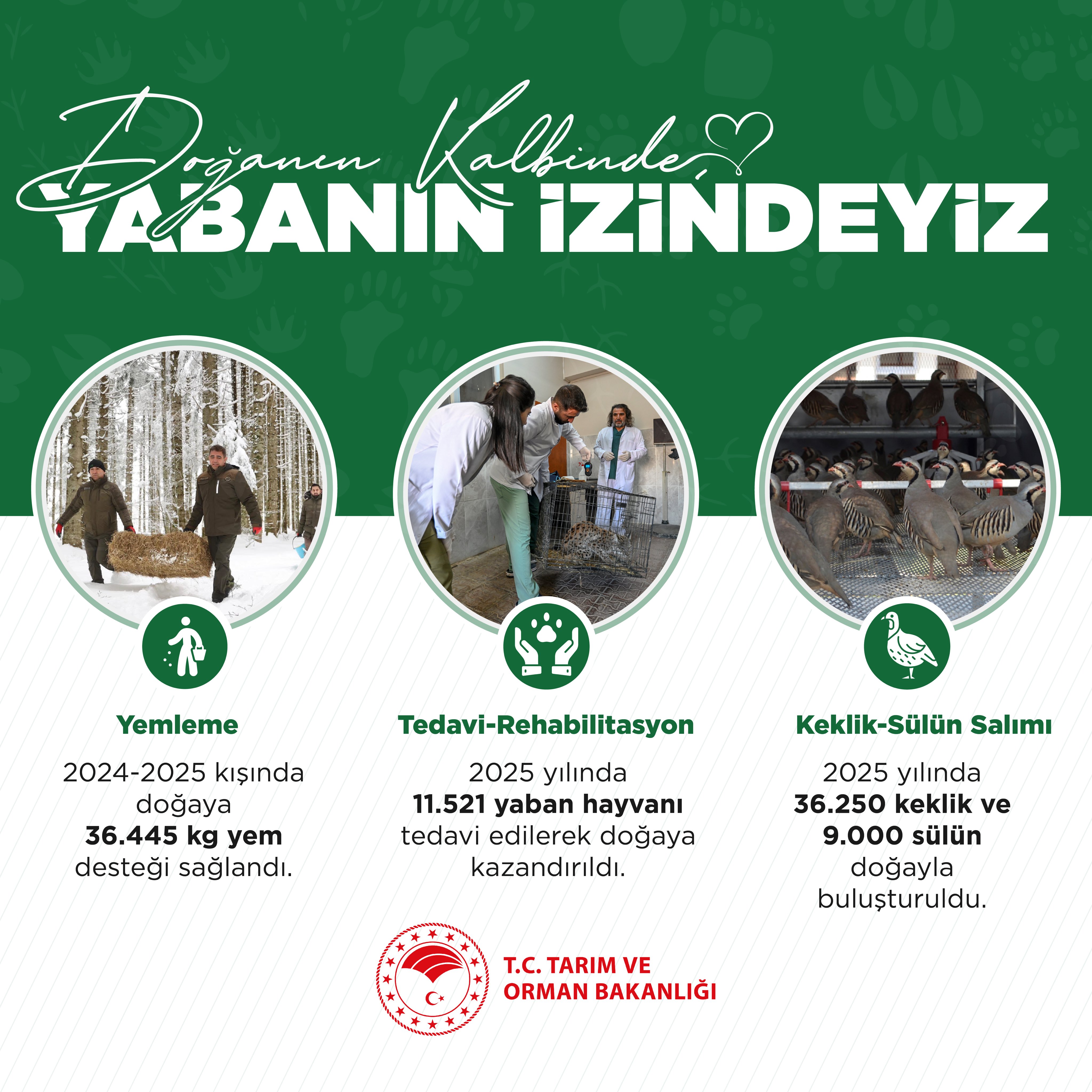 Yaban Hayatı Koruma Çabaları