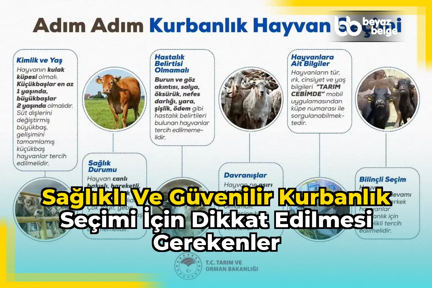 Sağlıklı ve Güvenilir Kurbanlık Seçimi İçin Dikkat Edilmesi Gerekenler