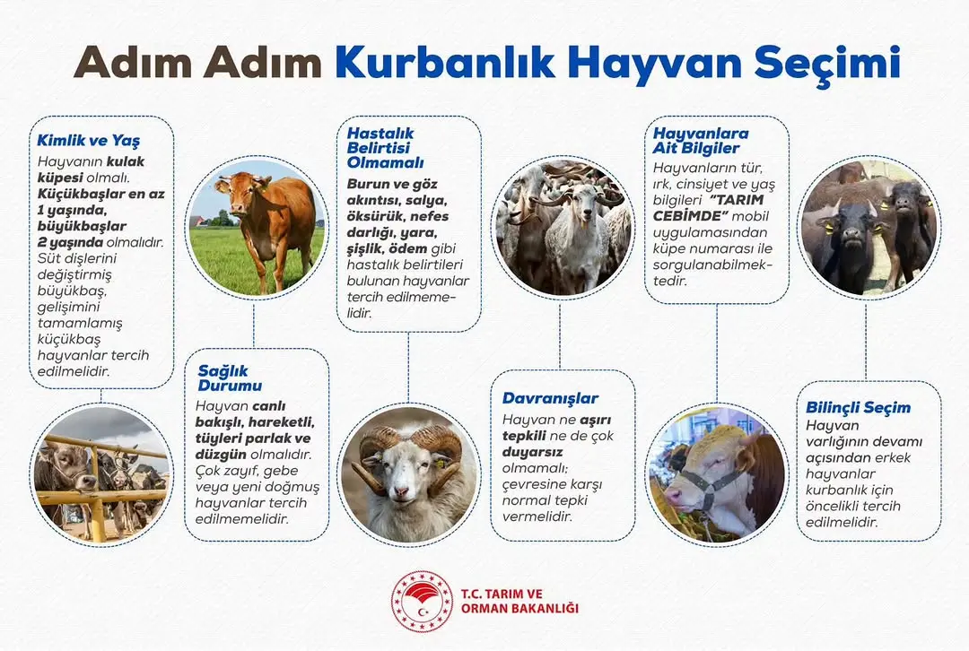 Sağlıklı ve Güvenilir Kurbanlık Seçimi İçin Dikkat Edilmesi Gerekenler